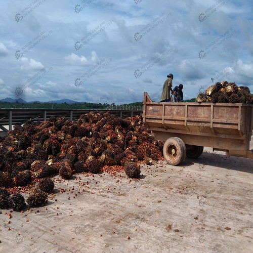 Proveedor China de Oro Nueva refinación de aceite de palma Fabricante en Costa Rica