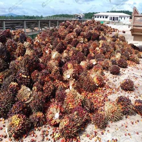 Molino de aceite de palma a pequeña escala de 500 kg/h en Honduras